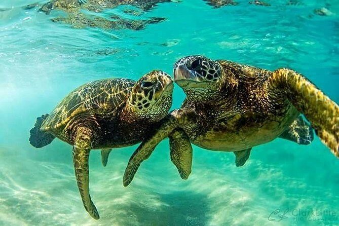 Snorkel/Swim with the Turtles Experience - The 8:00am start and 6-hour reality check