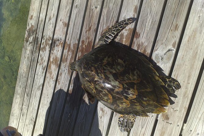 Sweetings Cay Mangrove Kayaking and Turtles - Key things to know before you go