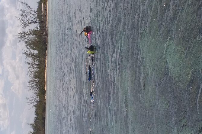 Sweetings Cay Mangrove Kayaking and Turtles - Getting there: pickup, drive time, and the half-day schedule