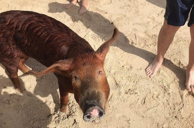 Swim with Pigs on a Tropical Island - The bus ride isn’t just transport: island context helps