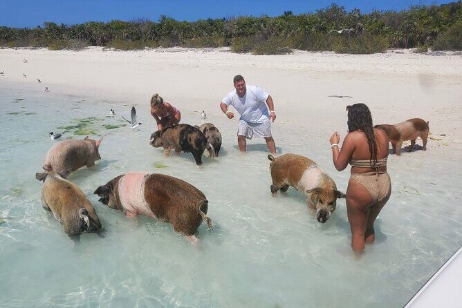 Swim with the Pigs and Explore Caves in Nassau - Group Size, Vibe, and Who This Tour Suits Best