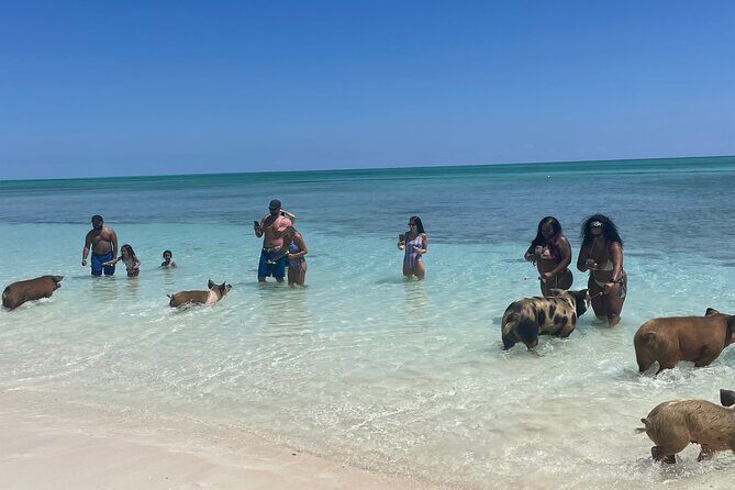 Swim with the Pigs Freeport @Creative Eco Adventures - Key things to know before you go