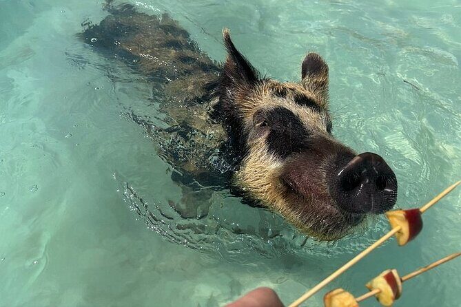 Swim with the Pigs Freeport @Creative Eco Adventures - Cleveland’s Beach Club to the Pig Pen: How the 45 Minutes Runs