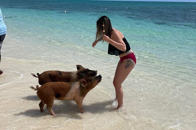 Swim with the Pigs Freeport @Creative Eco Adventures - Pig Pen Access: What Makes This More Than a Photo Stop