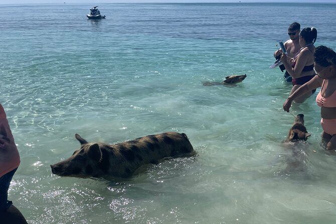 Swim with the Pigs Freeport @Creative Eco Adventures - Beachfront Photo Time Without the Crowd Feeling