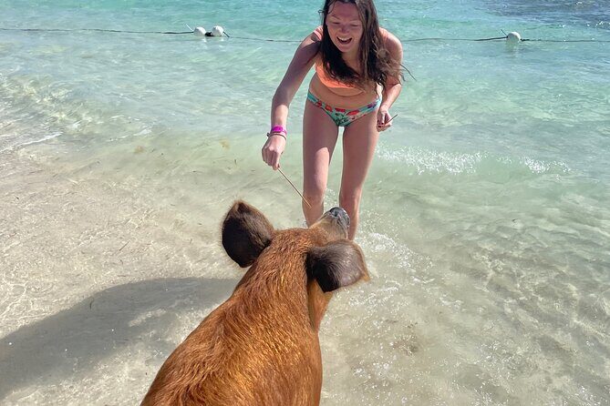 Swim with the Pigs Freeport @Creative Eco Adventures - Meet the Team: Milton, Reggie, and the Pig Names People Remember