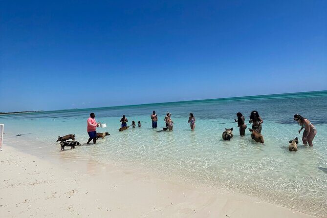 Swim with the Pigs Freeport @Creative Eco Adventures - Weather, Water, and the Simple Reality of Beach Activities