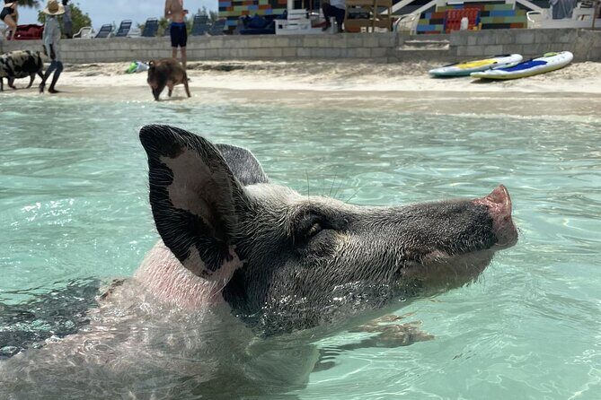 Swim with the Pigs Safari in Bahamas (2hrs) - Quick hits: why this 2-hour Nassau pig-and-snorkel safari works