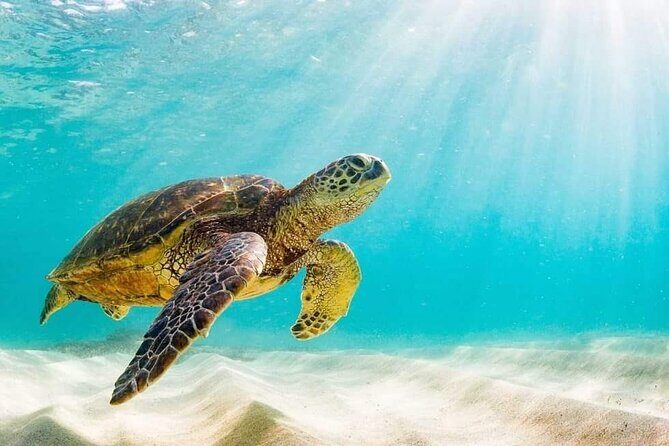 Swim with the Pigs Safari in Bahamas (2hrs) - Who you’ll meet: the crew, the service style, and the small-group feel