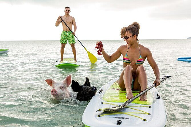 Swimming Pigs & ATV Tour - Key highlights you’ll actually care about