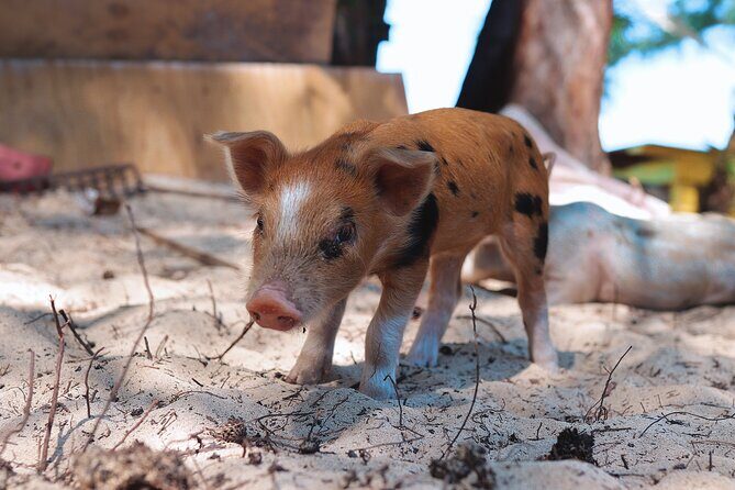 Swimming Pigs & ATV Tour - Price and logistics: is $280 worth it?