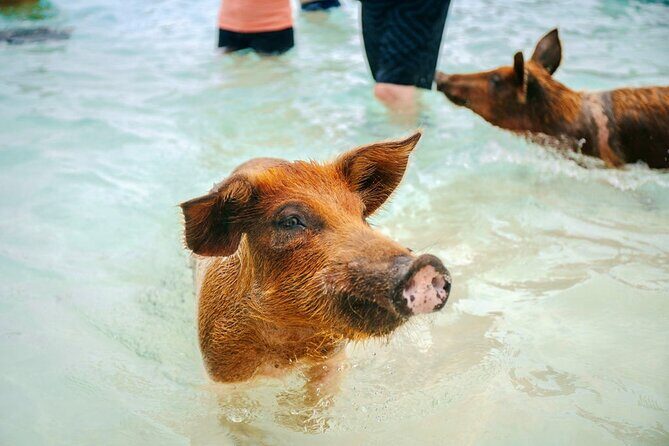 Swimming Pigs Of Rose Island Water Taxi Nassau Bahamas - Food and Drinks at Sand Dollar Beach Resort: What You’ll Pay for