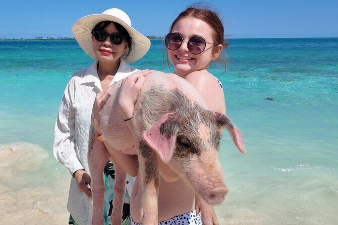 Swimming Pigs, Snorkeling and Beach Tour in Nassau Bahamas - Athol Island pig beach: feeding the swimming pigs the right way