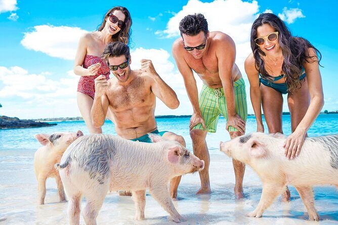 Swimming Pigs, Turtles & Reef Snorkel in Nassau-Champion Tours - Key points to keep on your radar