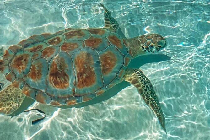 Swimming Pigs, Turtles & Reef Snorkel in Nassau-Champion Tours - Lunch on the water at the Antiki Floating Bar area