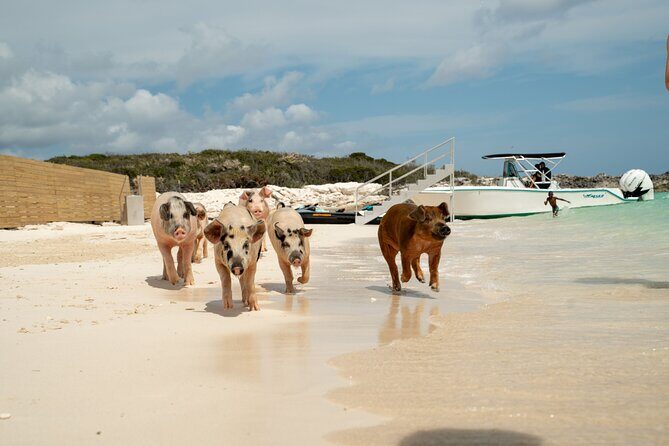 The Ultimate Bahamian Beach Day: Pigs, Jet Ski, Snorkeling & More - Snorkeling gear included: coral time without extra gear hunting