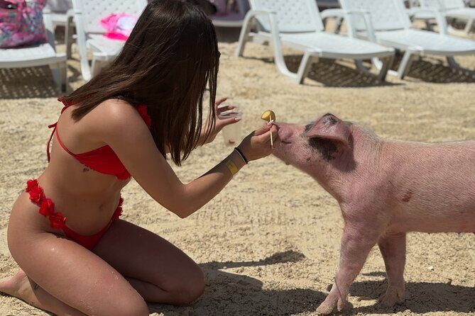 The Ultimate Bahamian Beach Day: Pigs, Jet Ski, Snorkeling & More - Price and logistics: $209 looks steep until you count what’s included