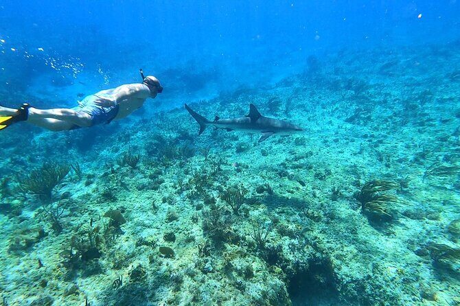 Top 4 Snorkeling Adventures in Bimini - From Nassau to Bimini Waters: How the 4-hour day trip flows