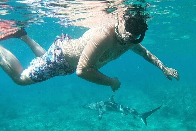 Top 4 Snorkeling Adventures in Bimini - Shark Arena with Caribbean reef sharks: what to expect and how to act
