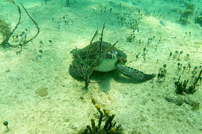 Top 4 Snorkeling Adventures in Bimini - Price and value: is $200 per person a fair deal?